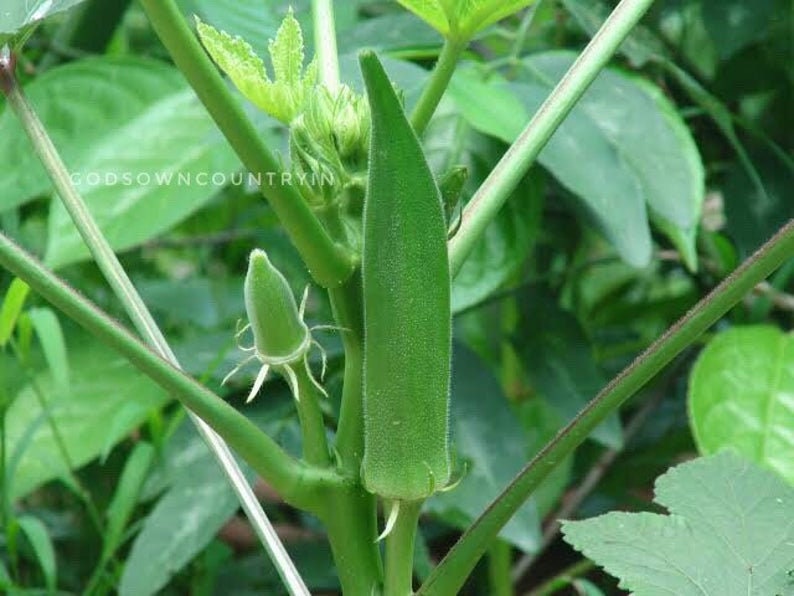 Lady’s Finger Hybrid (RED / Green) Okra seeds | Gumbo - Vegetable Hybrid Seeds For your kitchen plantation and Organically Seeds| OGOC