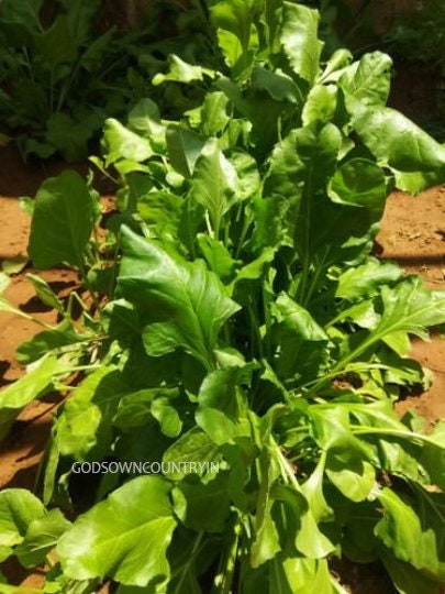 Palak - Dhal spinach seeds, Spinacia Oleracea Leaf Rich Palak or Indian Spinach for Sowing Growing| OGOC