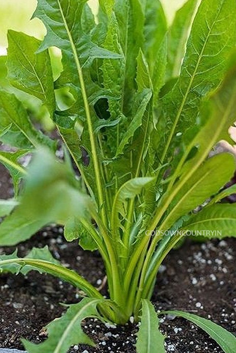 Chicory leaves seeds - Kasini keerai (spinach), blue daisy, blue dandelion, blue sailors, blue weed, bunk, coffeeweed, cornflower, hendibeh