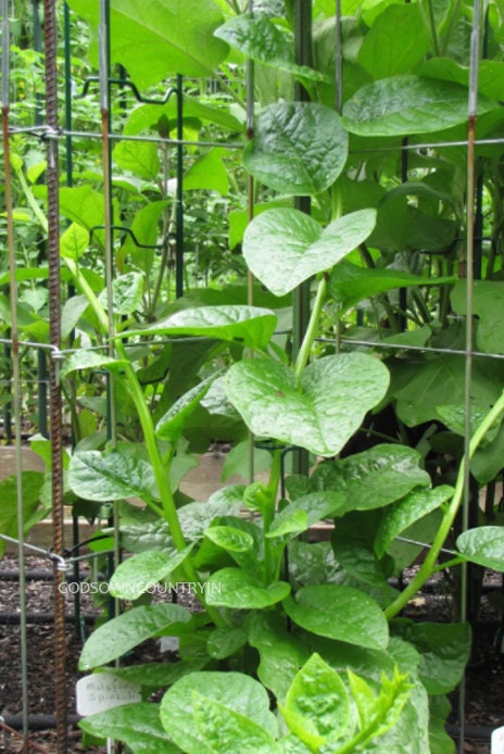 Malabar Spinach Seeds - Basella alba, Poi Saag, gui, acelga trapadora, bratana, libato, vine spinach, Malabar nightshade| OGOC