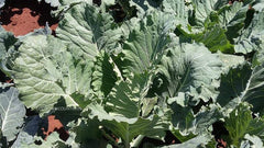 Kale thousand heads Seeds - Thousand Headed Kale, Brassica oleracea var. sabellica, Curly kale| OGOC