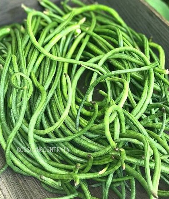 Organic Yard long pole beans Seeds - chori, bora, snake bean, vegetable seeds, kitchen plantation| OGOC