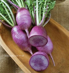 Radish Purple Sango Seeds - big root, daikon radish, white radish, winter radish, Oriental radish, long white radish, Fresh seeds| OGOC