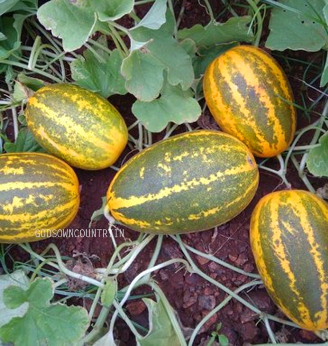 Organic Madras Cucumber Seeds - Cucumis maderaspatensis, madras pea pumpkin, Mangalore cucumber, field marrow, kitchen plantation| OGOC