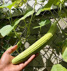 Long melon Cucumber seeds - Armenian cucumber, kakri seeds, Snake Cucumber, Gavthi Kakri, vegetable seeds| OGOC