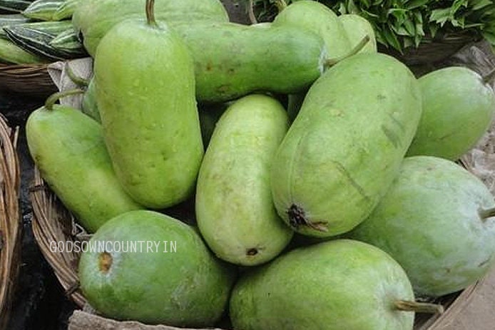 Ash Gourd - Vegetable Seeds | EX rare bread Seeds Organic farm by Godsowncountry| OGOC