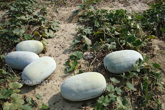 Medicinal Ash Gourd seeds - Vaidhya Kumbhalam, Nei kumbalam, Vegetable Seeds | EX rare bread Seeds Organic farm by Godsowncountry| OGOC