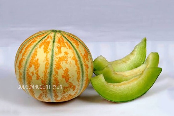 Kajari melon - Delhi melon, Open pollinated seeds, fruits seeds, Home Garden Seeds| OGOC