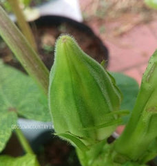 Green star okra seeds - Fat okra, Bhindi, Vegetable Seeds| OGOC