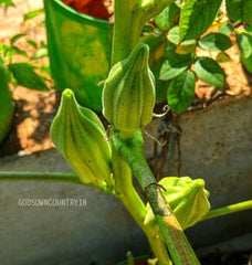 Green star okra seeds - Fat okra, Bhindi, Vegetable Seeds| OGOC