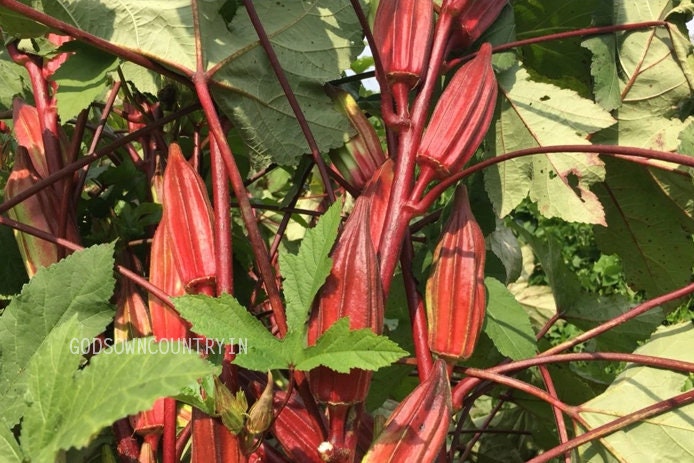 HILL COUNTRY RED okra seeds- Abelmoschus esculentus, Bhindi, Vegetable Seeds