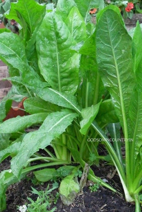 Chicory leaves seeds - Kasini keerai (spinach), blue daisy, blue dandelion, blue sailors, blue weed, bunk, coffeeweed, cornflower, hendibeh