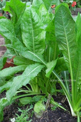 Chicory leaves seeds - Kasini keerai (spinach), blue daisy, blue dandelion, blue sailors, blue weed, bunk, coffeeweed, cornflower, hendibeh