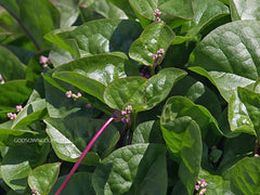 Malabar Spinach Seeds - Basella alba, Poi Saag, gui, acelga trapadora, bratana, libato, vine spinach, Malabar nightshade| OGOC