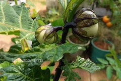 Leafy Brinjal seeds - Musukku Badanekkayi, kitchen planation, Vegetable Seeds| OGOC