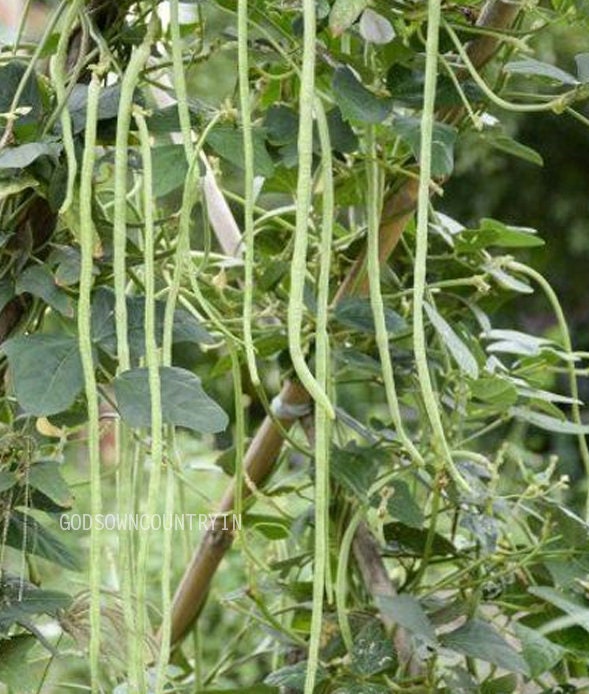 Organic Yard long pole beans Seeds - chori, bora, snake bean, vegetable seeds, kitchen plantation| OGOC