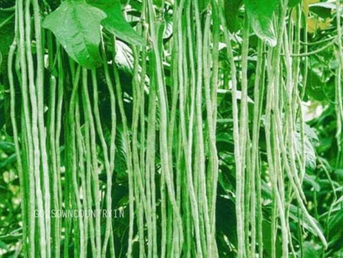 Organic Yard long pole beans Seeds - chori, bora, snake bean, vegetable seeds, kitchen plantation| OGOC