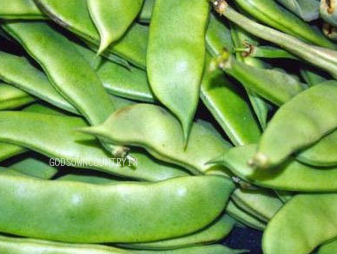 Broad beans seeds -  Field Bean, Faba Bean, Bell Bean, Tic Bean, vegetable seeds, kitchen plantation| OGOC