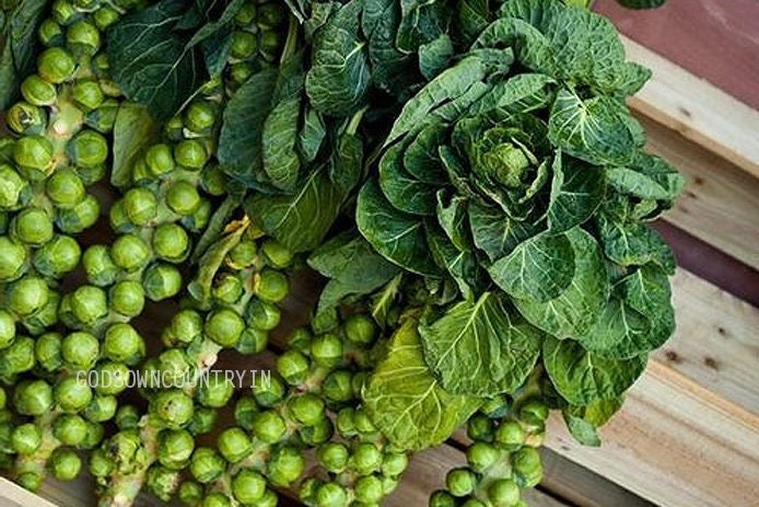 Brussels sprout Seeds - vegetable seeds, cole crop family (Brassica oleracea), kitchen plantation| OGOC