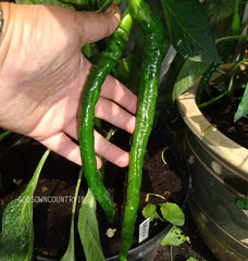 Green chilly seeds - Saattur, samba chilli, Chilli Seeds, Vegetable Seeds, Organic Seeds, Ex Rare seeds| OGOC