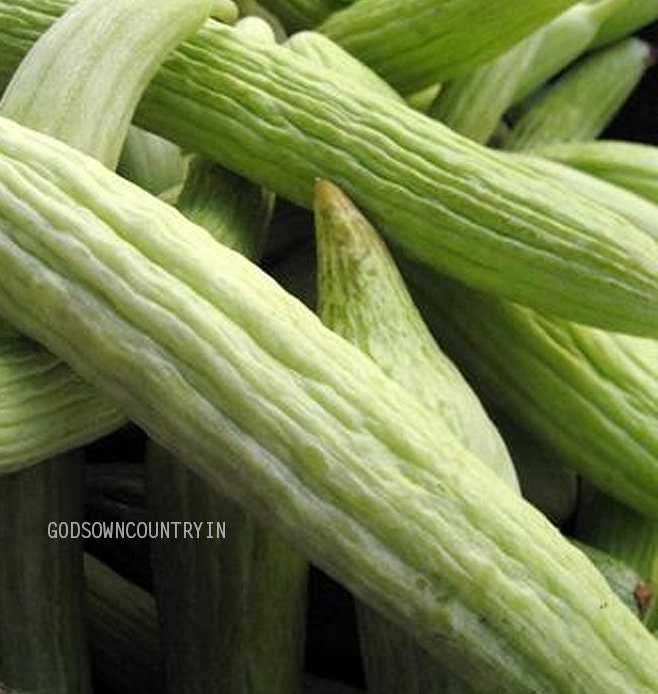 Long melon Cucumber seeds - Armenian cucumber, kakri seeds, Snake Cucumber, Gavthi Kakri, vegetable seeds| OGOC