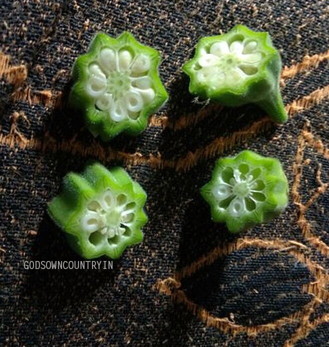 Green star okra seeds - Fat okra, Bhindi, Vegetable Seeds| OGOC