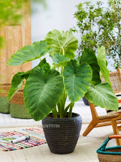 Rare Elephant Ear Colocasia Esculenta Taro Bulbs - Unique Exotic Plant Rhizomes| OGOC