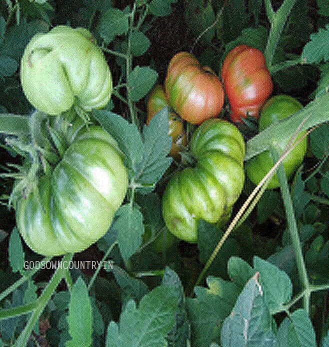 Kaashi tomato seeds - Indian Heirloom Seeds, Vegetable Seeds, Organic healthy seeds for Kitchen Plantation| OGOC