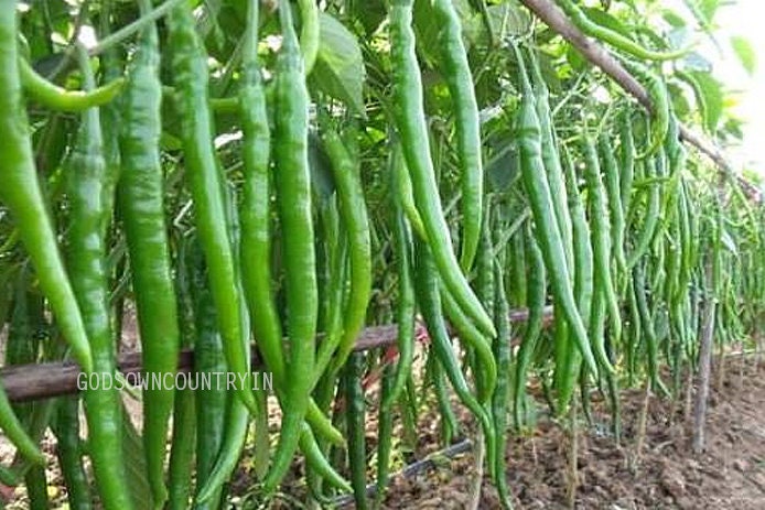 Green chilly seeds - Saattur, samba chilli, Chilli Seeds, Vegetable Seeds, Organic Seeds, Ex Rare seeds| OGOC