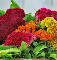 Cockscomb seeds (One Gram) - Celosia cristata, Amaranthaceae, amaranth family, Celosia flowers, woolflowers, flower seeds| OGOC