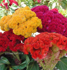 Cockscomb seeds (One Gram) - Celosia cristata, Amaranthaceae, amaranth family, Celosia flowers, woolflowers, flower seeds| OGOC