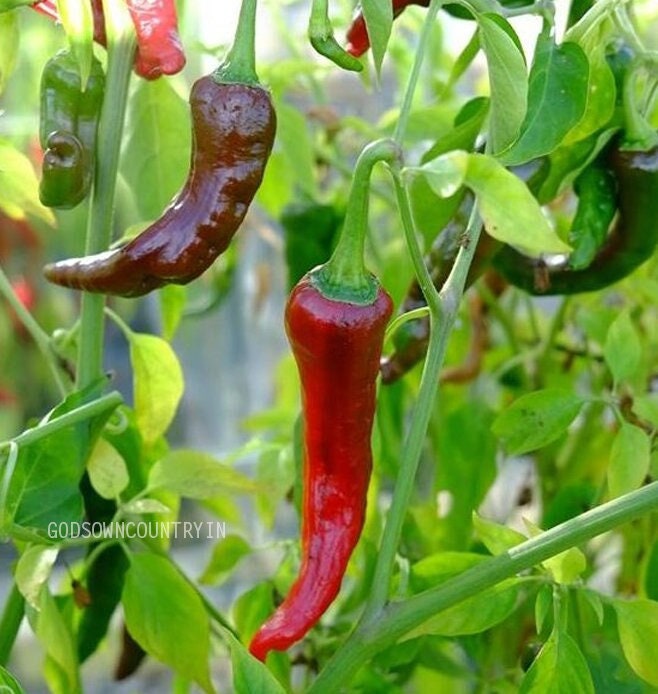 Premium Kashmiri Chili Pepper Seeds - Heirloom Indian Paprika, Authentic Kerala Natural Spice for Sale| OGOC