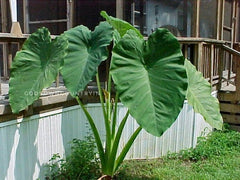 Unique Giant Elephant Ear Colocasia Esculenta - Single Taro Plant Bulb with Rhizome for Indoor and Outdoor Tropical Growth| OGOC