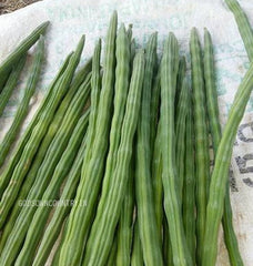 ORGANIC Fresh EX rare Jaffna moringa seeds - (Drumstick Seeds) for kitchen plantation, vegetable seeds| OGOC