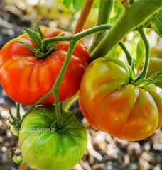 Kaashi tomato seeds - Indian Heirloom Seeds, Vegetable Seeds, Organic healthy seeds for Kitchen Plantation| OGOC