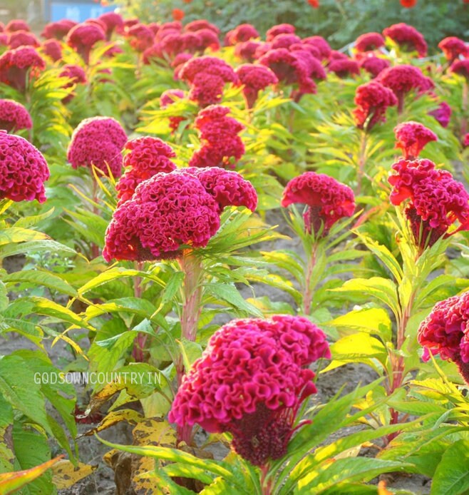 Cockscomb seeds (One Gram) - Celosia cristata, Amaranthaceae, amaranth family, Celosia flowers, woolflowers, flower seeds| OGOC