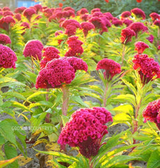 Cockscomb seeds (One Gram) - Celosia cristata, Amaranthaceae, amaranth family, Celosia flowers, woolflowers, flower seeds| OGOC