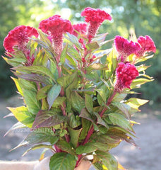 Cockscomb seeds (One Gram) - Celosia cristata, Amaranthaceae, amaranth family, Celosia flowers, woolflowers, flower seeds| OGOC