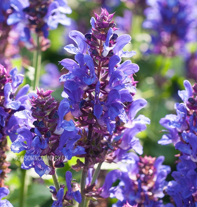 Magic Mint Seeds: Diviner's Sage, Lady Salvia - Purple Sticky, Sally D! Seer's Sage for Gardening - Flower Plant Seeds| OGOC