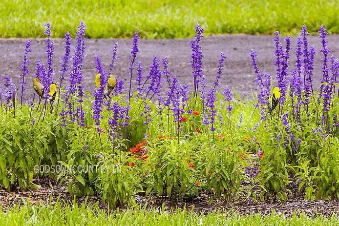 sticky seed plant Magic Mint Seeds: Diviner's Sage, Lady Salvia