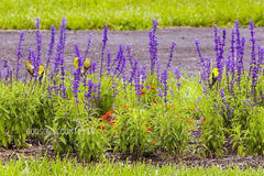 Magic Mint Seeds: Diviner's Sage, Lady Salvia - Purple Sticky, Sally D! Seer's Sage for Gardening - Flower Plant Seeds| OGOC