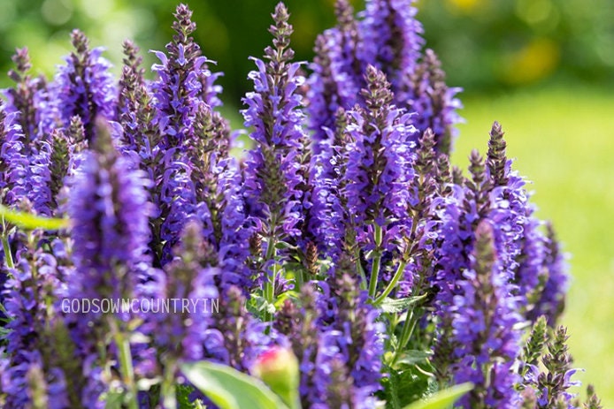 Magic Mint Seeds: Diviner's Sage, Lady Salvia - Purple Sticky, Sally D! Seer's Sage for Gardening - Flower Plant Seeds| OGOC