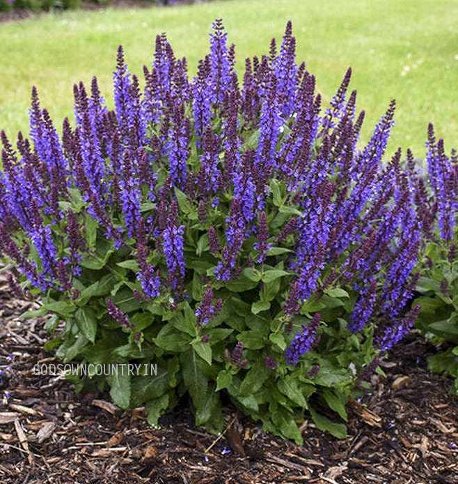 Magic Mint Seeds: Diviner's Sage, Lady Salvia - Purple Sticky, Sally D! Seer's Sage for Gardening - Flower Plant Seeds| OGOC