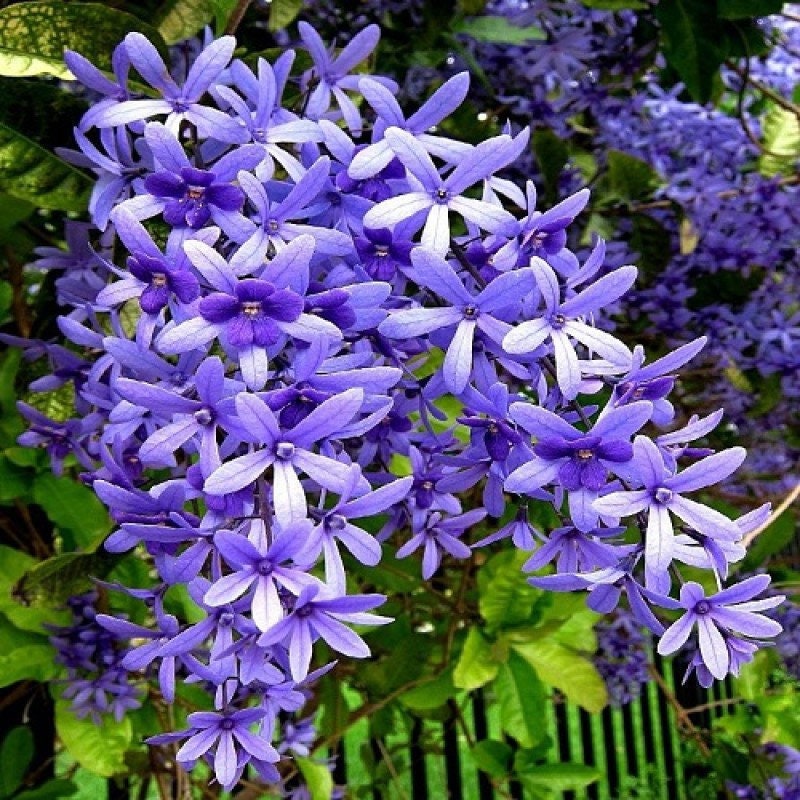 Rare Queen’s Wreath, Sandpaper Vine, Nilmani lata, Kudirai valuppu,Nilmanilata, Botanical name is Petrea volubilis (Set of 5 healthy seeds )