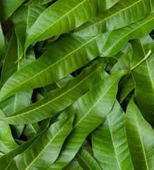 Organic Mango Leaf : Dried Leaves for Immunity, Pure & Natural Brew from Mango Tree, Boost Health Naturally with Shadow Dried Leaves| OGOC