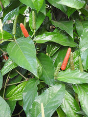 Piper Longum: Versatile Herbal Spice - Pipli, Pippali, Peepali Varieties, Ideal for Herbal Remedies| OGOC