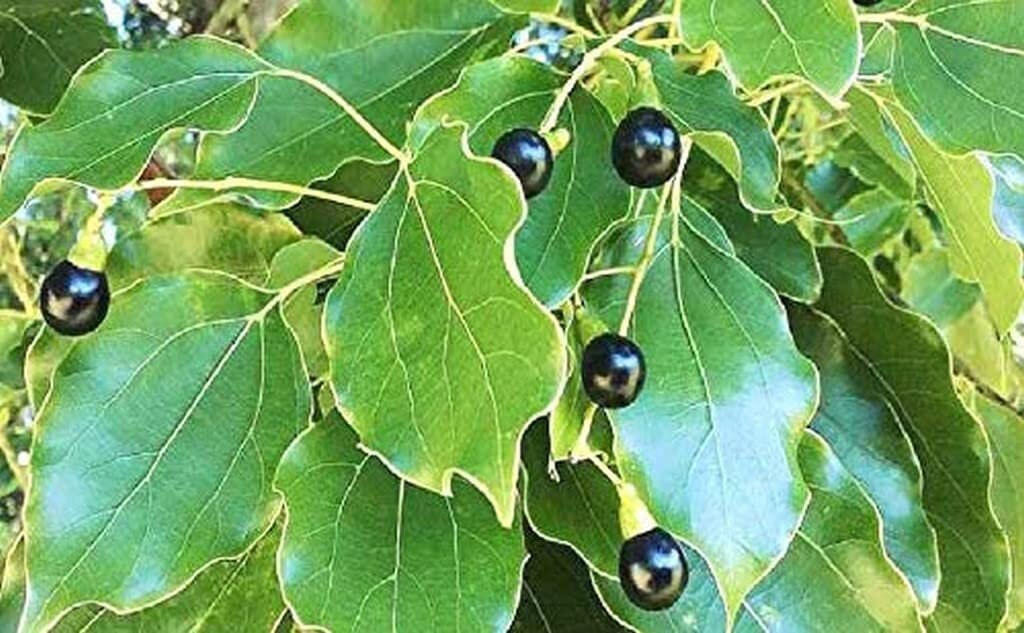 Valiya Karpuradi Churnam (Pack Of 3) - Cinnamomum Camphora, Cough, Asthma, Dyspepsia, Nausea And Vomiting, Kottakkal Ayurveda Sala| OGOC