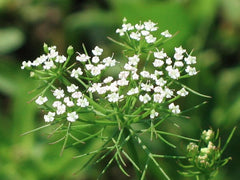 Yavanyadi Churnam (Pack Of 3) - Bleeding piles, I B S (Irritable bowel syndrome), Chronis disease, anorexia, Kottakkal Ayurveda Sala| OGOC