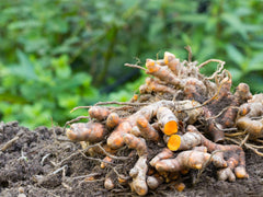 Organic Turmeric Bulbs: Aromatic Curcuma longa, Haldi Spice, Manjal Rhizomes, Homegrown Immune-Boosting| OGOC