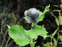 Kottamchukkadi Churnam (100g) - Saussurea Costus, Synovitis, Relieve Pain, Swelling, Kerala Ayurveda Tradition, Kottakkal Ayurveda Sala